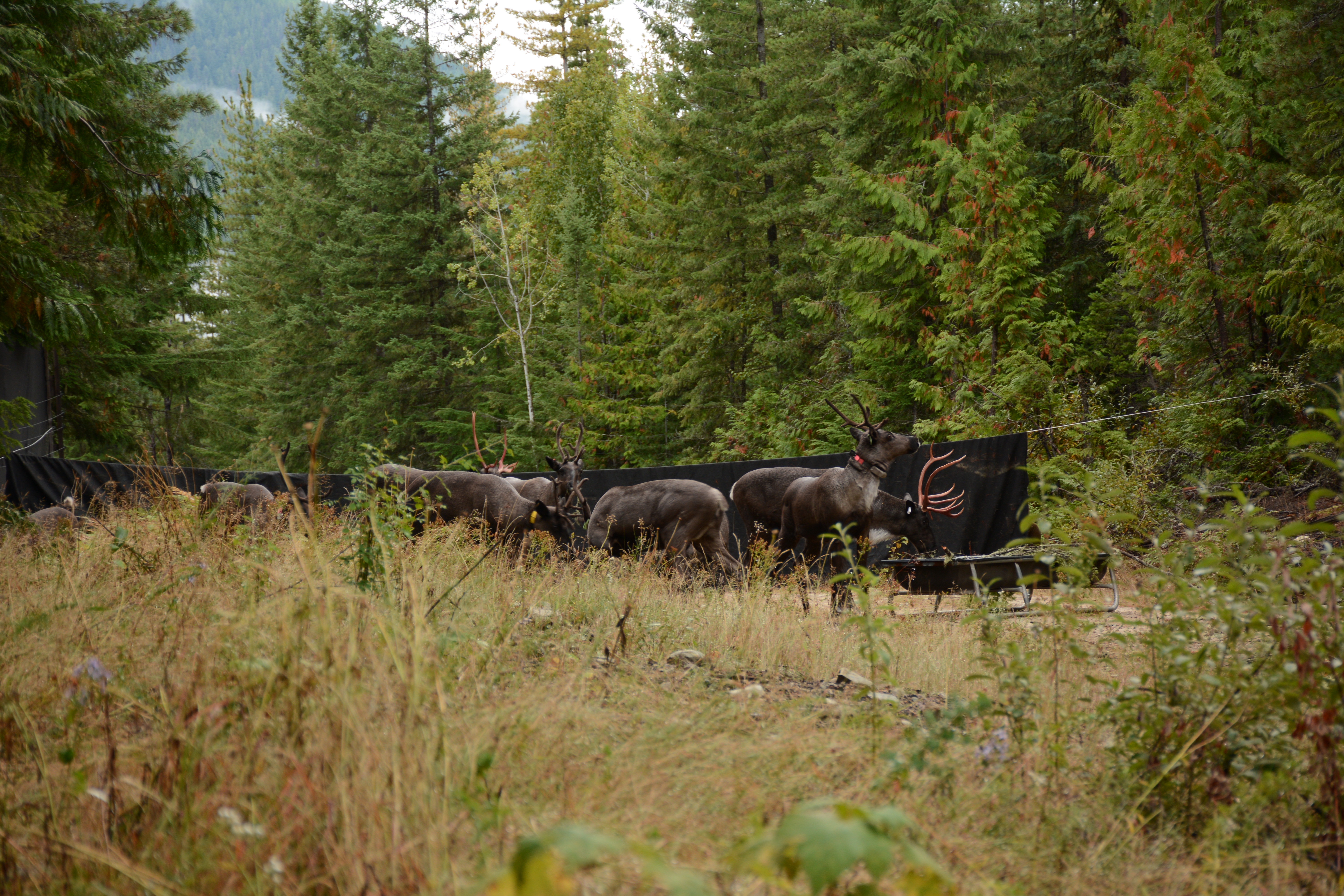 Caribou Released from Central Selkirk Caribou Maternity Pen